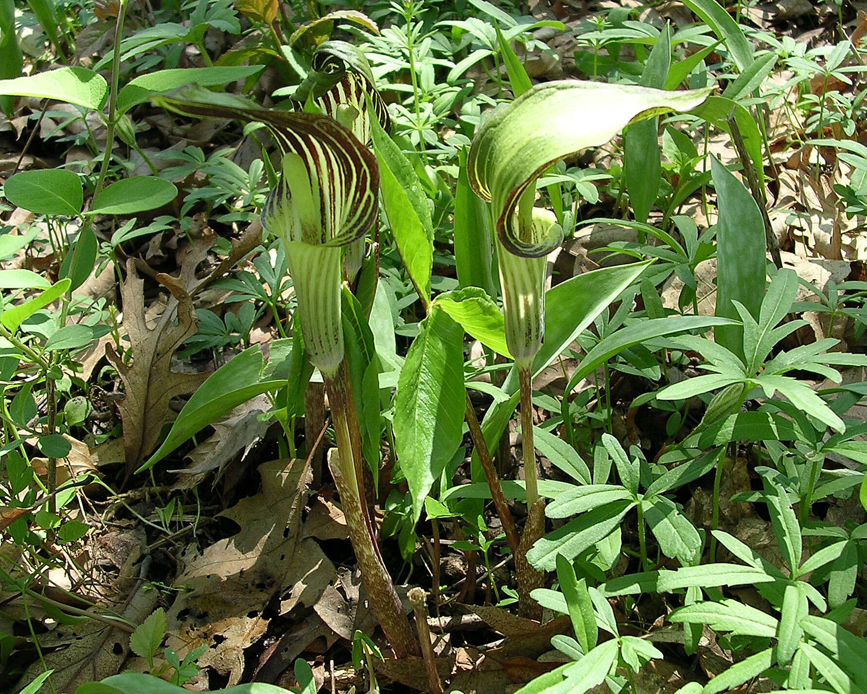 Слика од Arisaema triphyllum (L.) Schott