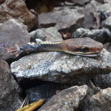 Plancia ëd Chironius flavolineatus (Jan 1863)