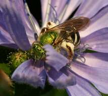 Image of Bicolored Agapostemon