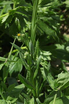 Plancia ëd Senecio kolenatianus C. A. Mey.