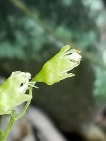 Image of white alumroot