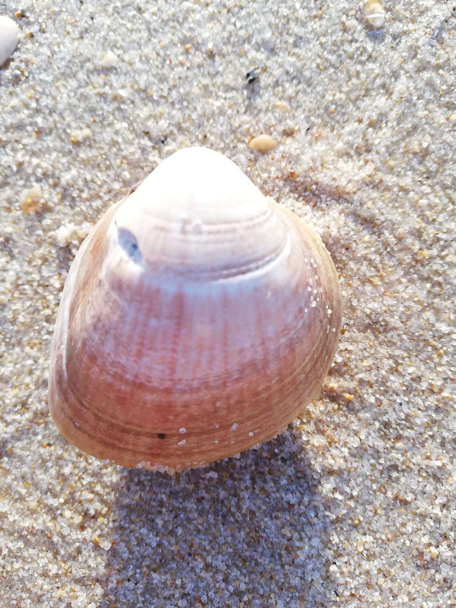 Image of Norway cockle