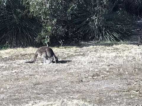 Image of Kangaroo Island Western Grey Kangaroo