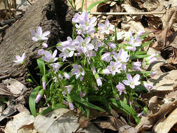 Image of Virginia springbeauty