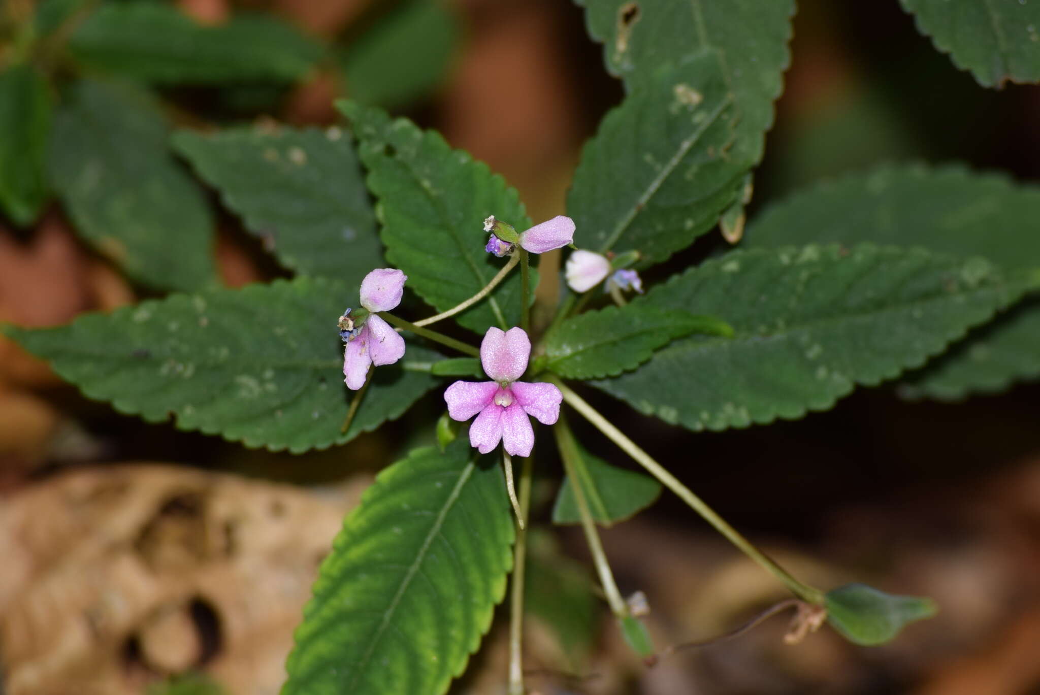 Image de Impatiens dasysperma Wight