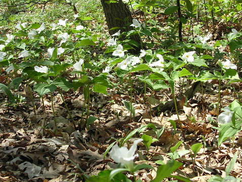 Image of White trillium