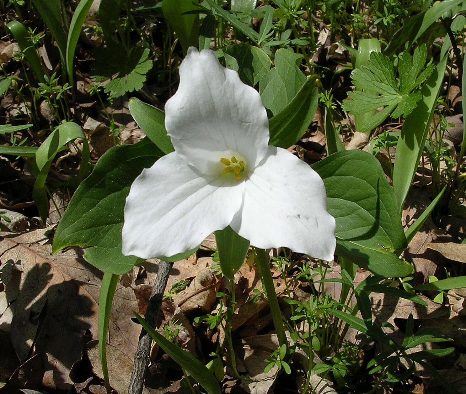 Imagem de Trillium grandiflorum (Michx.) Salisb.