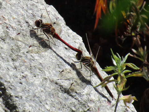 Image of Brown Hawker