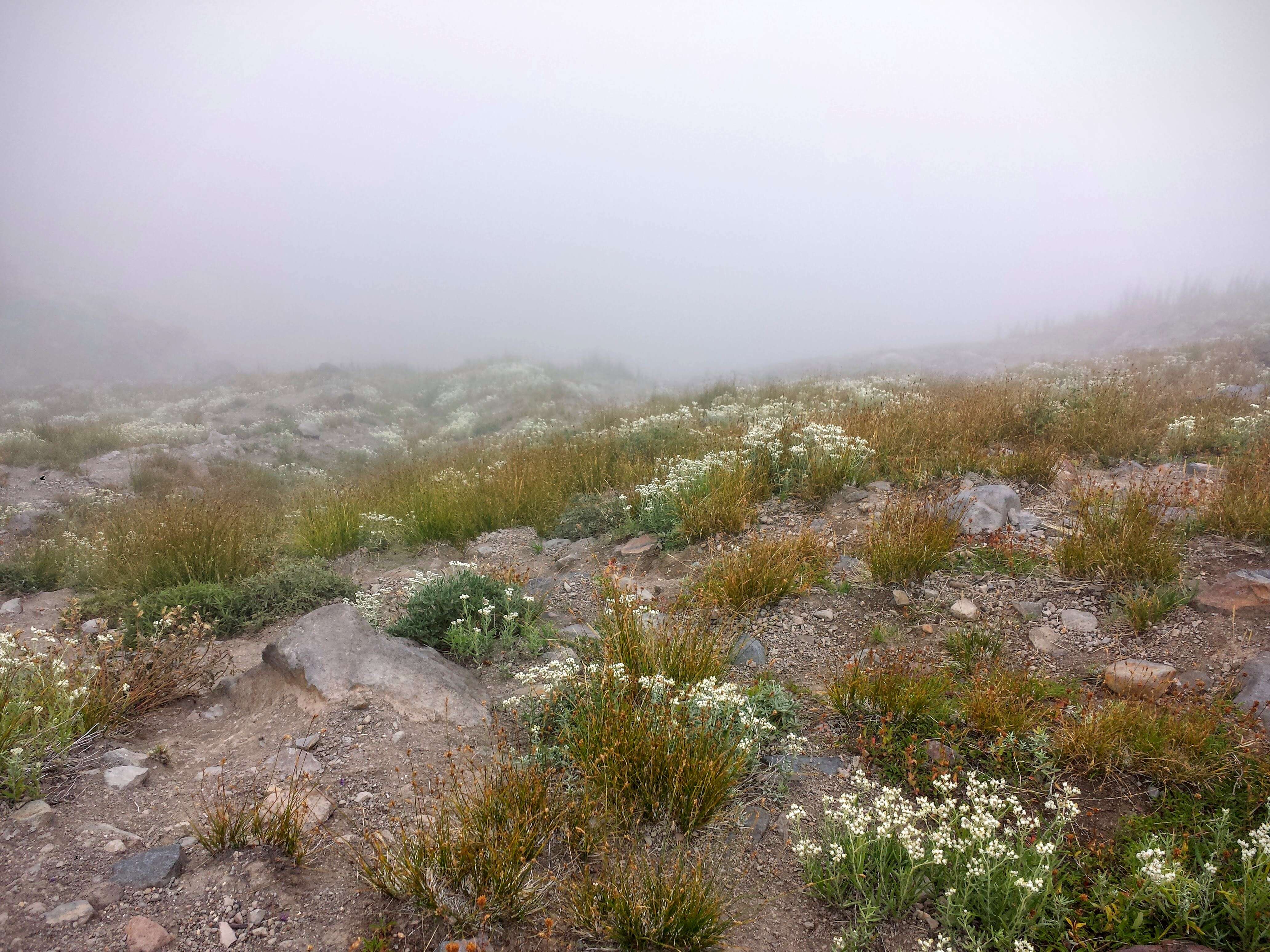 Imagem de Anaphalis margaritacea (L.) Benth.