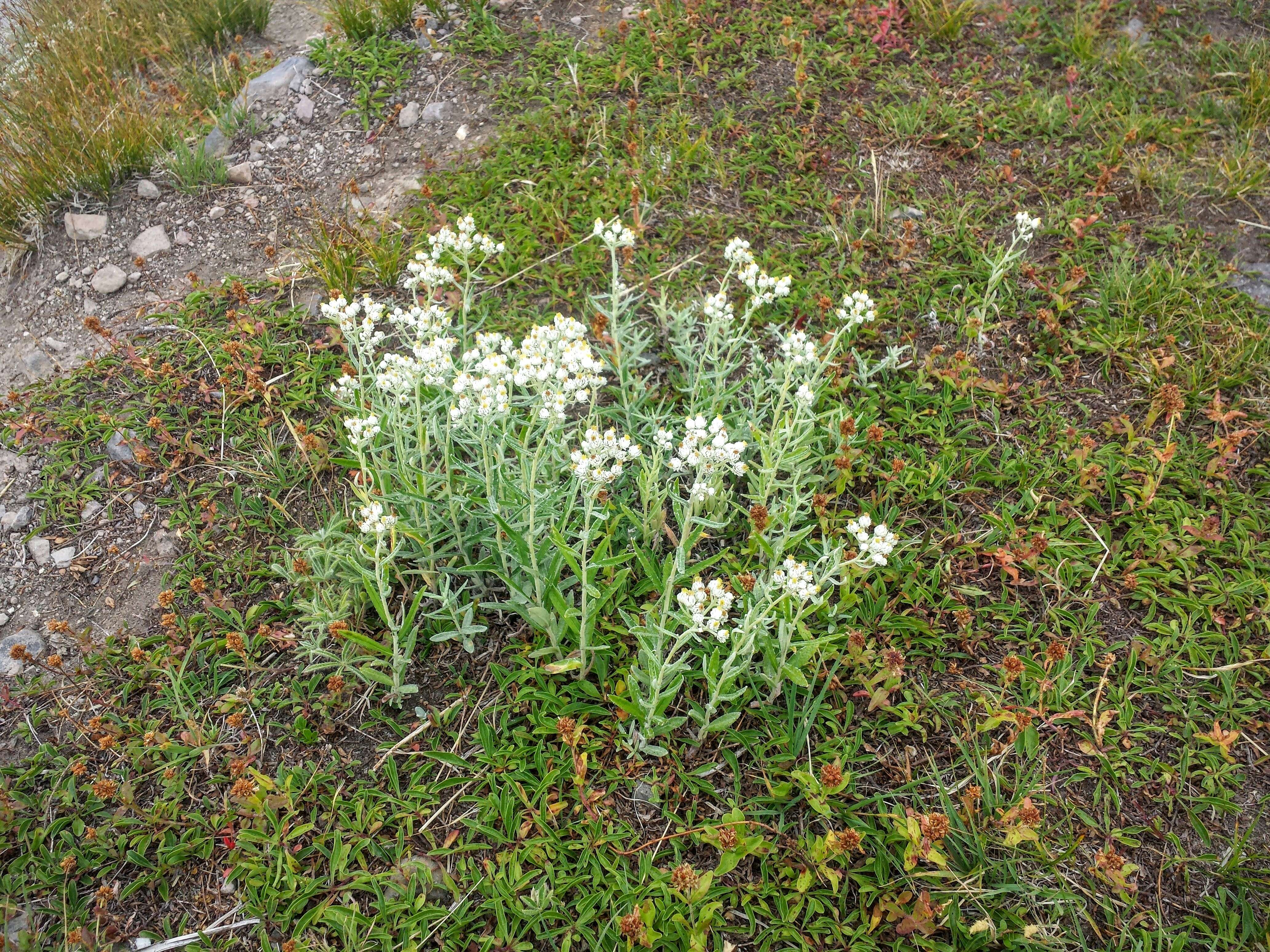 Imagem de Anaphalis margaritacea (L.) Benth.