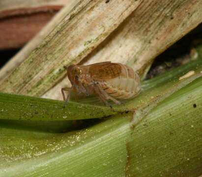 Image of delphacid planthoppers