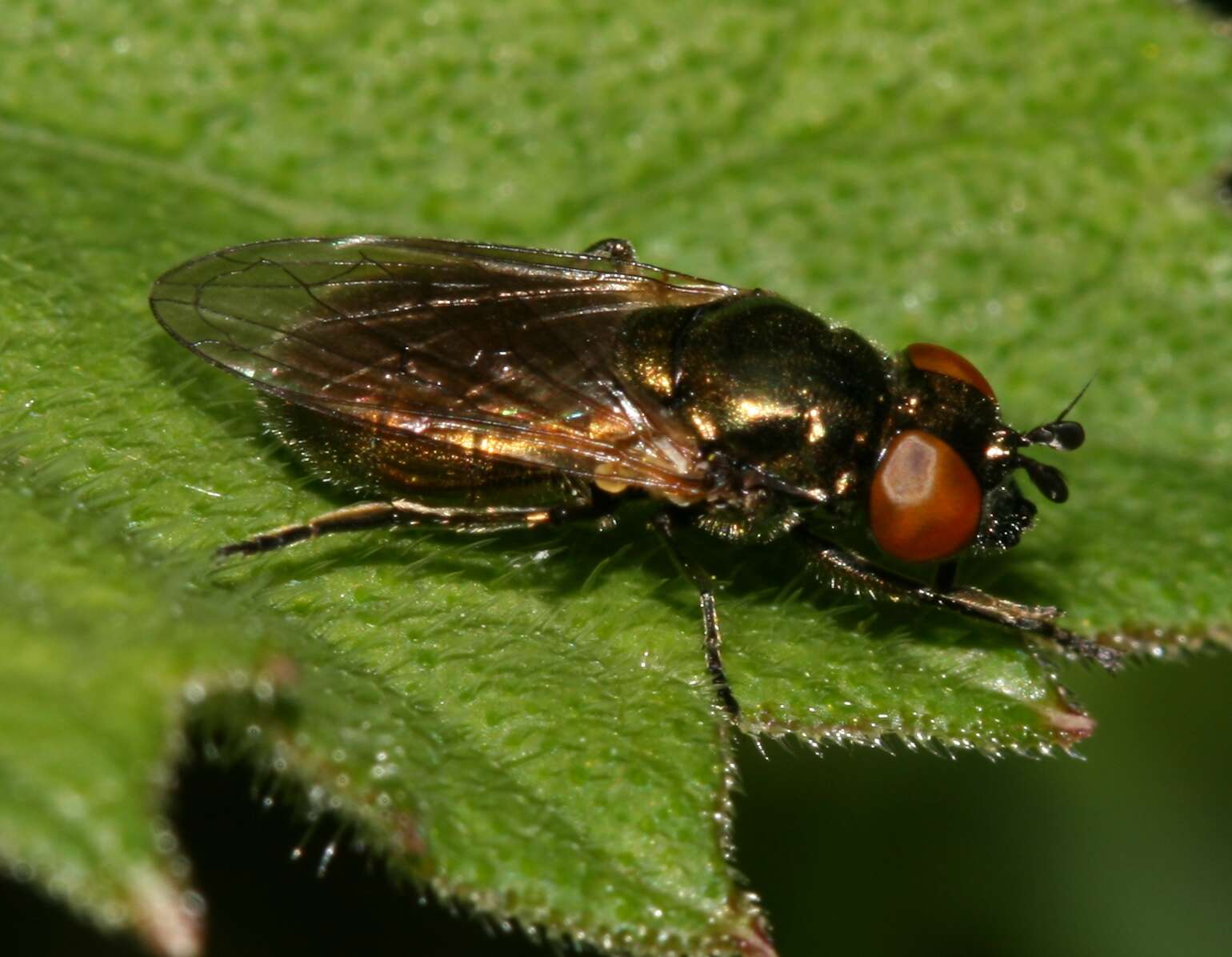 Image of Lejogaster