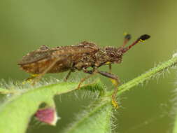 Image of Strobilotoma typhaecornis (Fabricius 1803)