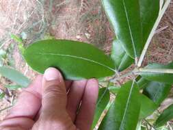 Pittosporum ralphii T. Kirk resmi