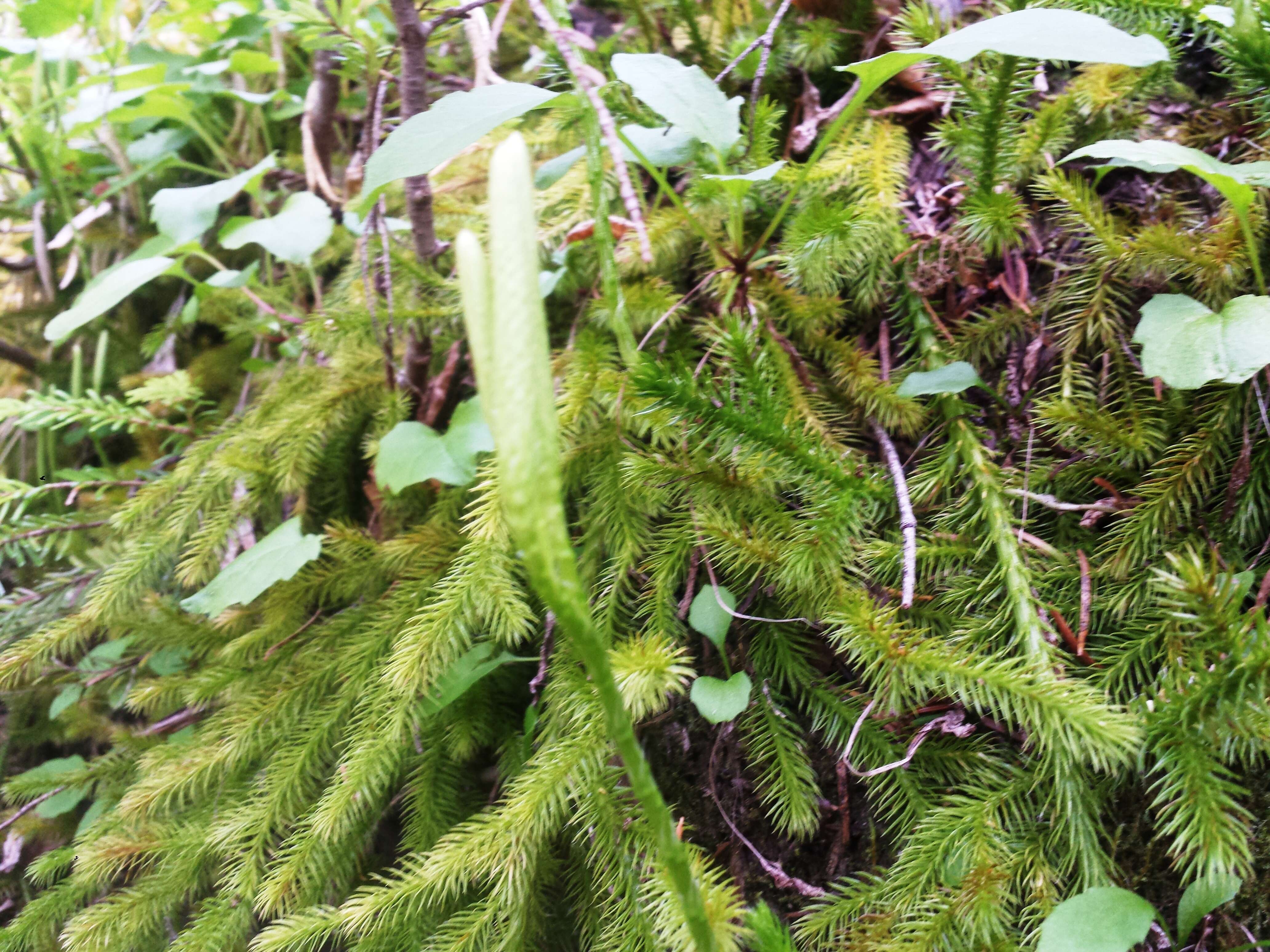 Image of Stag's-horn Clubmoss