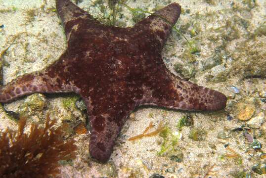 Слика од Anthaster valvulatus (Muller & Troschel 1843)