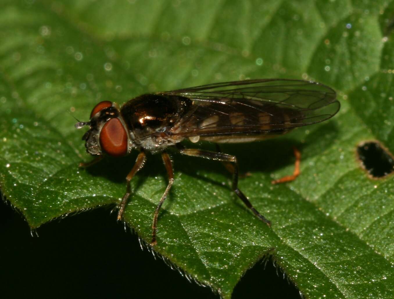 Image of <i>Platycheirus tarsalis</i>