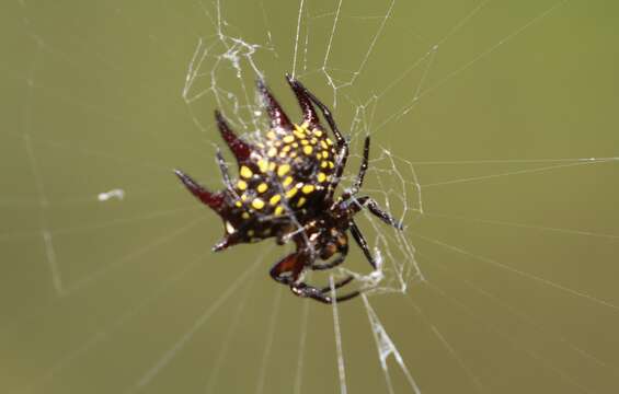 Image of Gasteracantha curvispina (Guérin 1837)