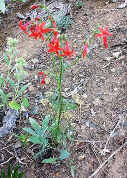 Image of Scarlet Gilia