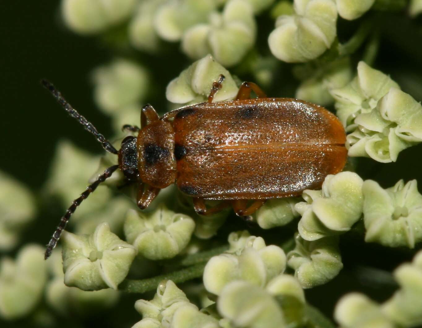 Plancia ëd Galerucella lineola