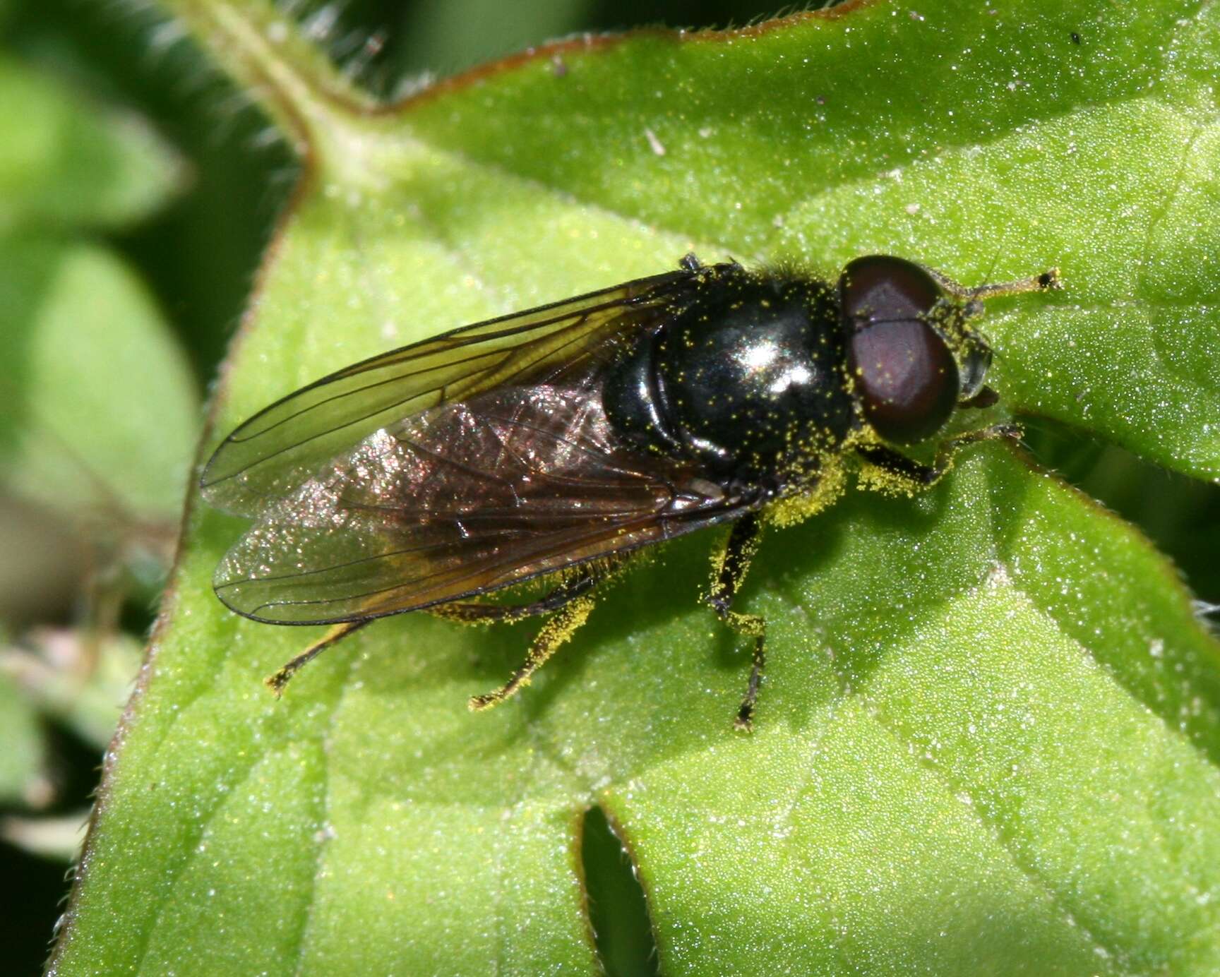 Image of <i>Cheilosia albitarsis</i>