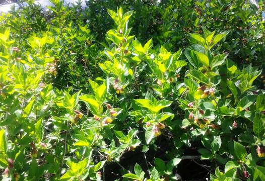 Imagem de Lonicera involucrata (Richards.) Banks ex Spreng.