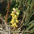 Image of Leopoldia gussonei Parl.