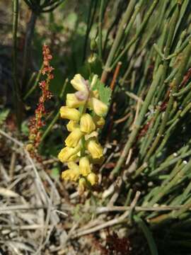 Imagem de Leopoldia gussonei Parl.