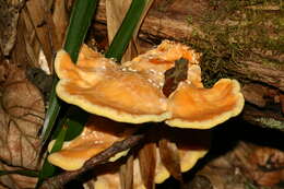 Image of Laetiporus