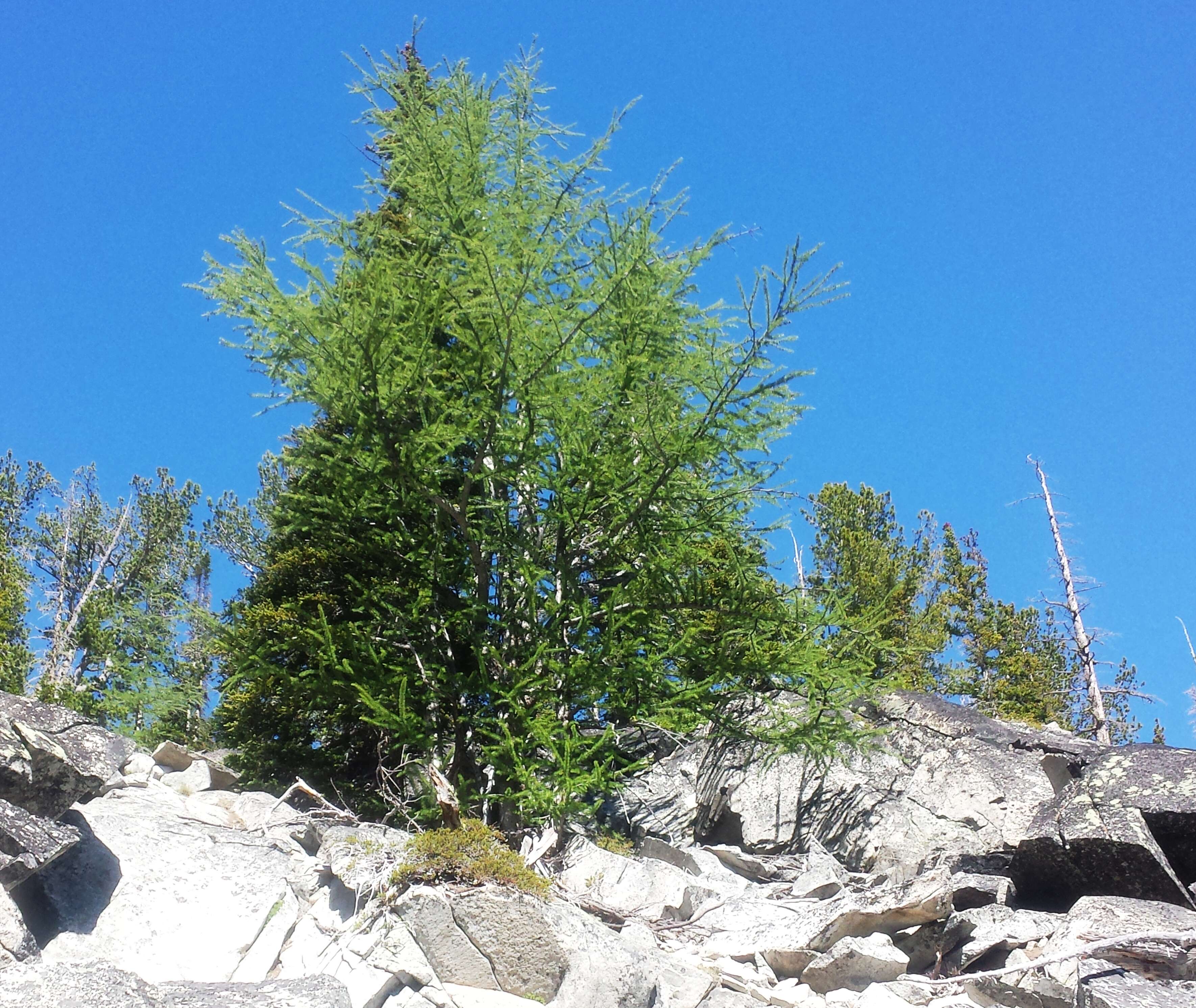 Image of Alpine Larch