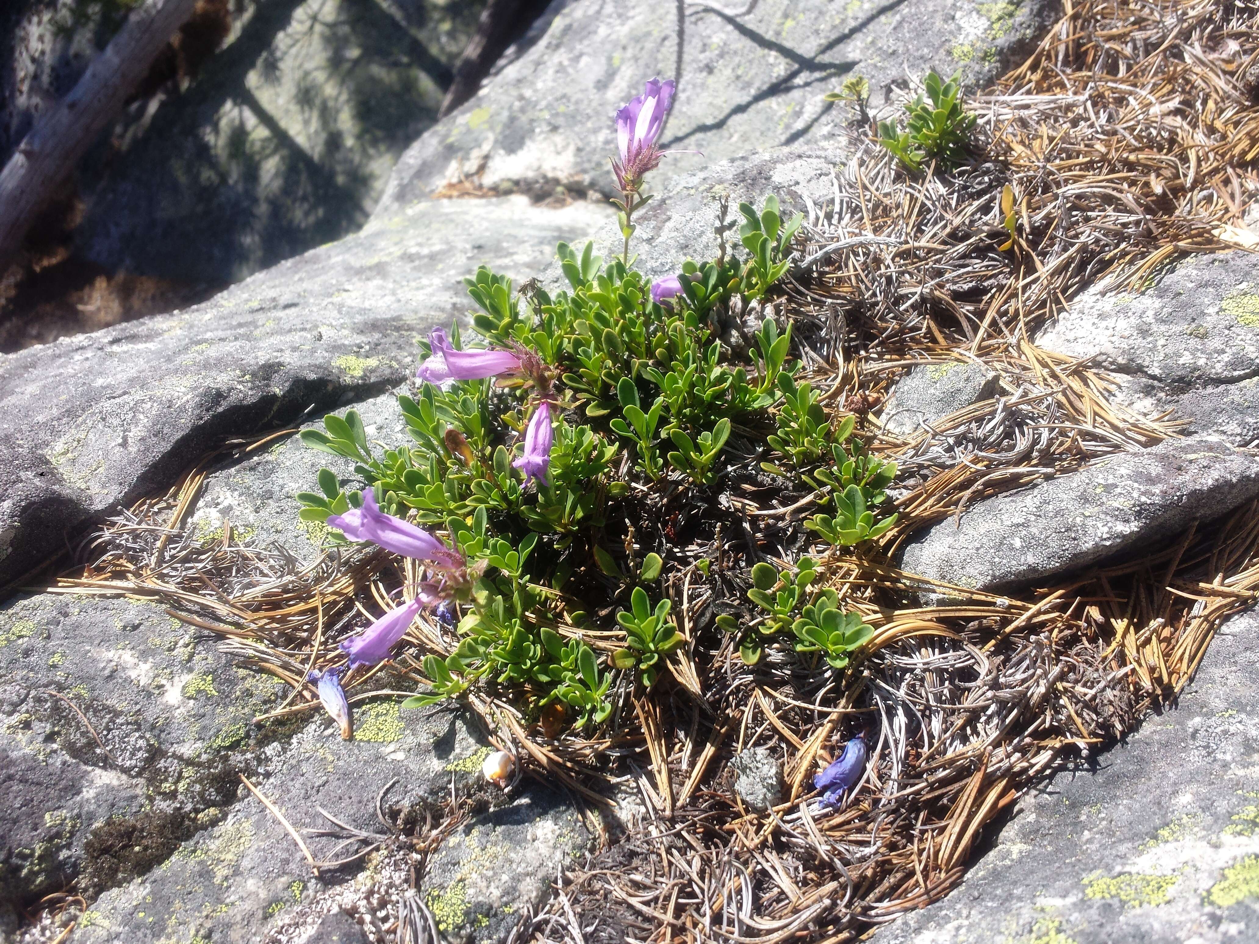 Image of Davidson's penstemon