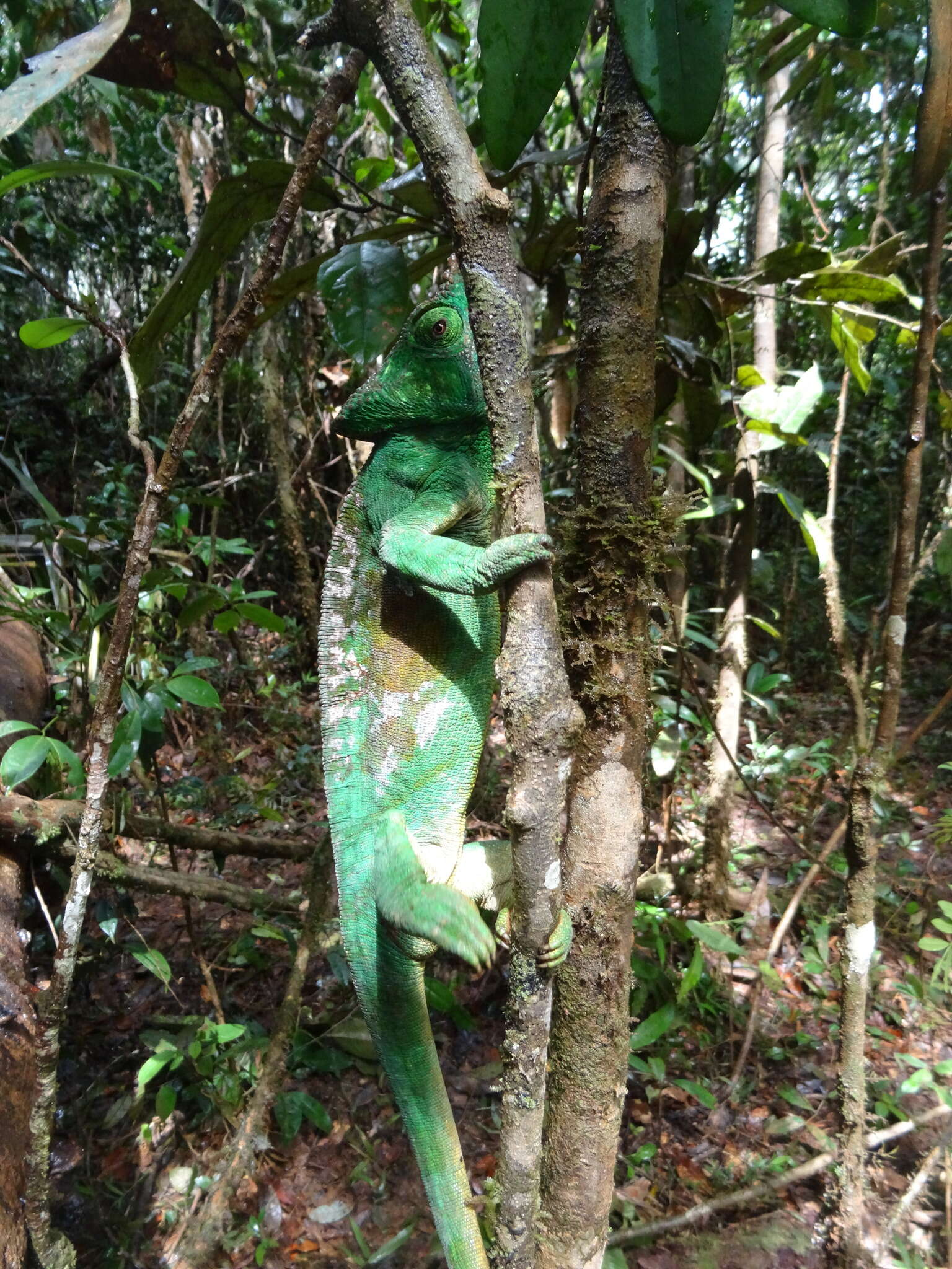 Image of Parson's Chameleon