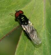 Image of Soldier fly