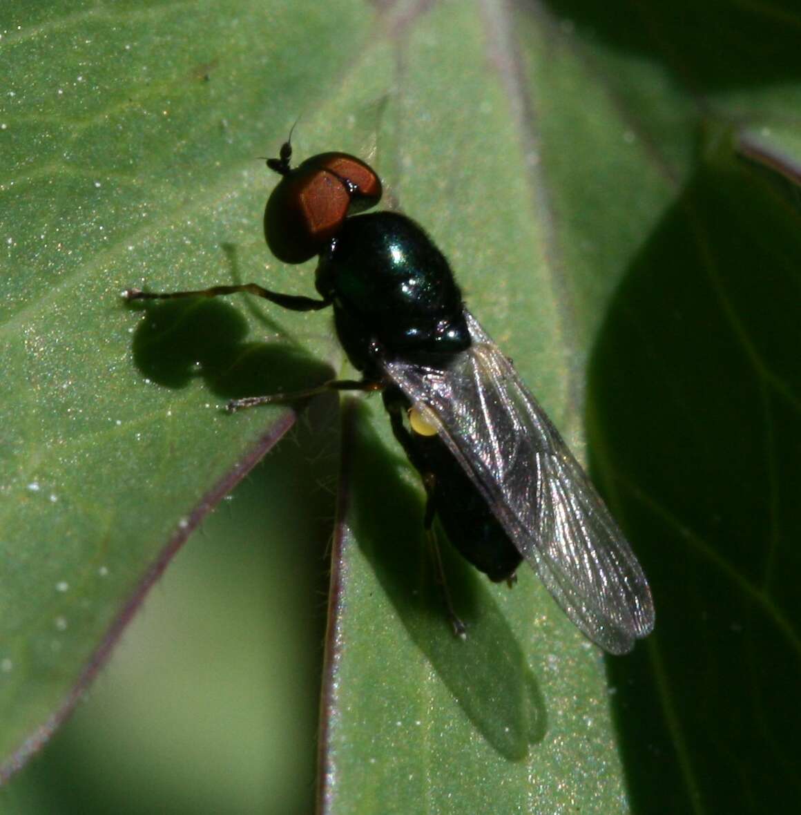 Image of Soldier fly