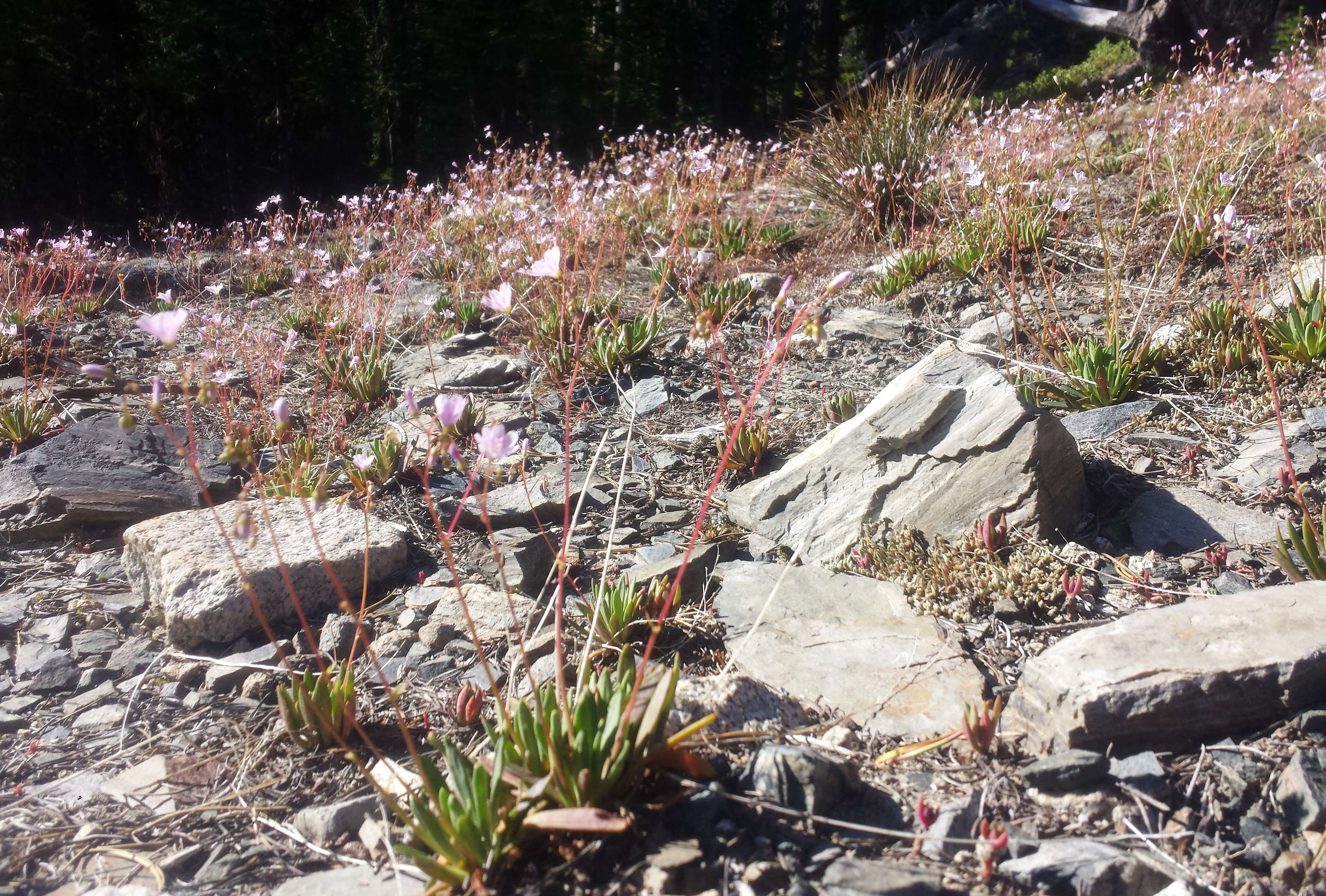 Image of Columbian lewisia