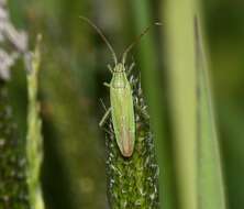 Stenodema calcarata (Fallen 1807) resmi