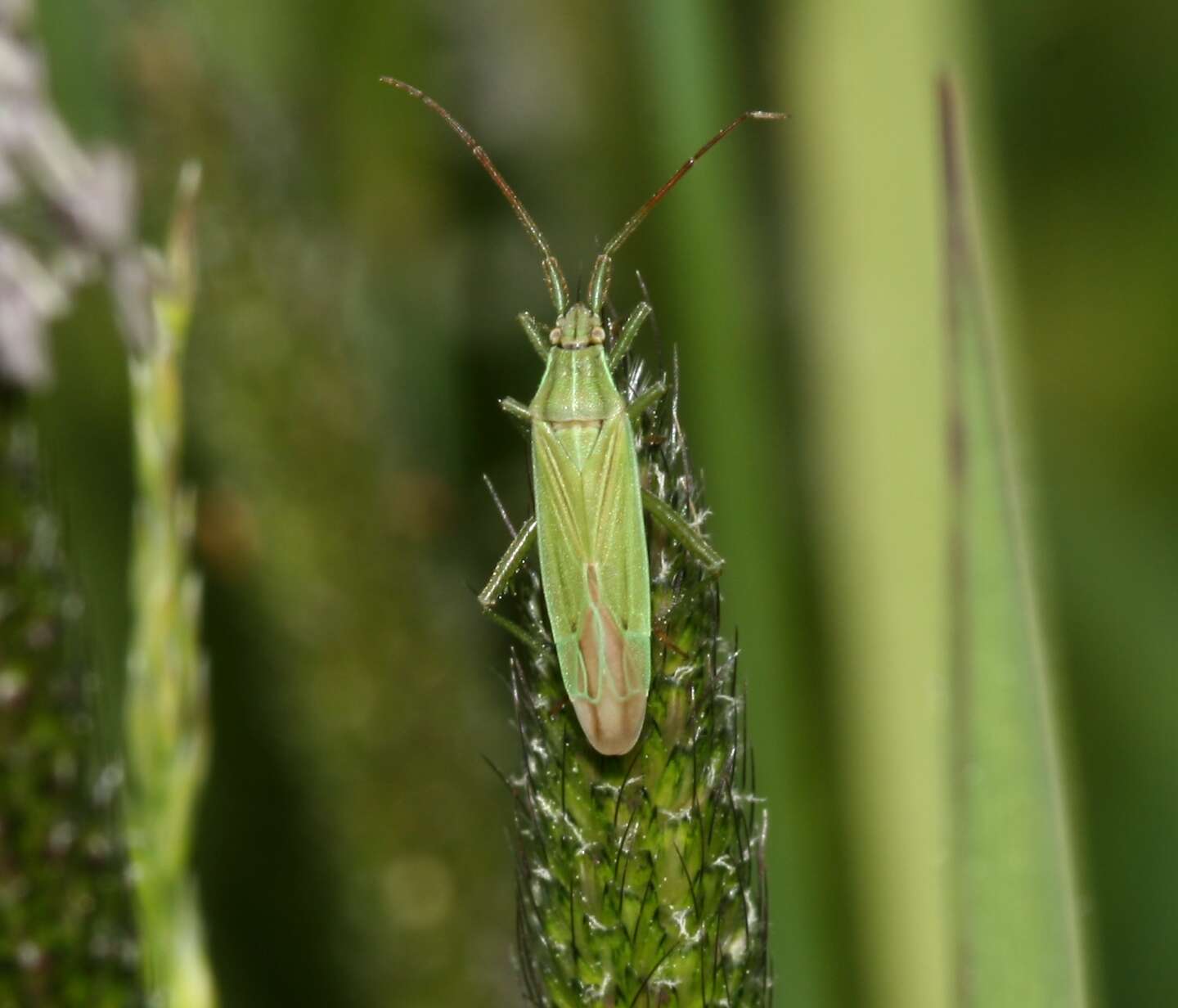 Stenodema calcarata (Fallen 1807) resmi