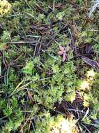 Image of Pacific sphagnum