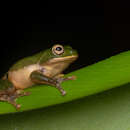 Image of Raorchestes flaviventris (Boulenger 1882)