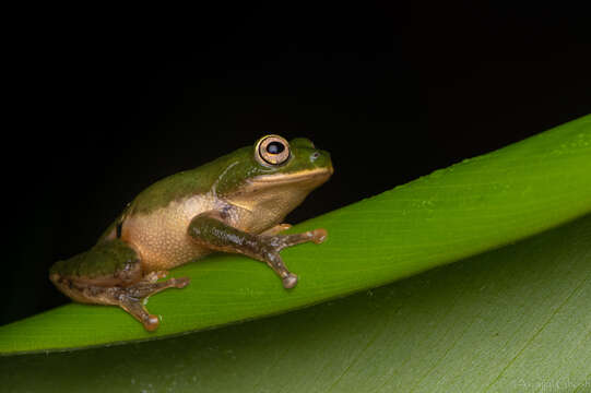 Sivun Raorchestes flaviventris (Boulenger 1882) kuva