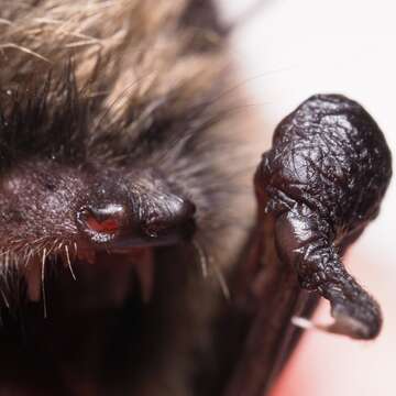 Image of whiskered bat, european whiskered bat