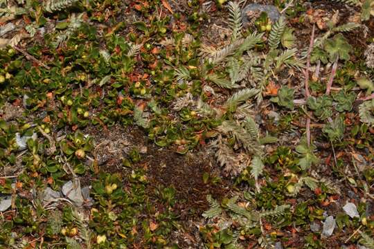 Image of Muehlenbeckia volcanica (Benth.) Endlicher