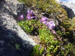 Image of Davidson's penstemon