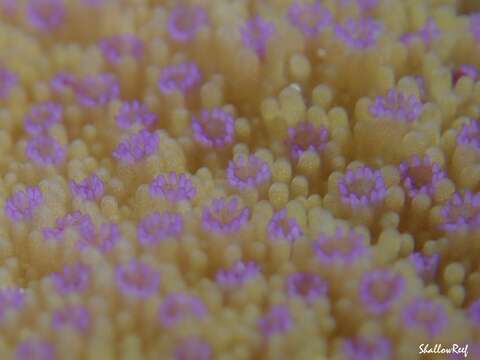 Montipora patula Verrill 1869的圖片