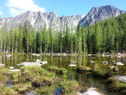 Image of Alpine Larch