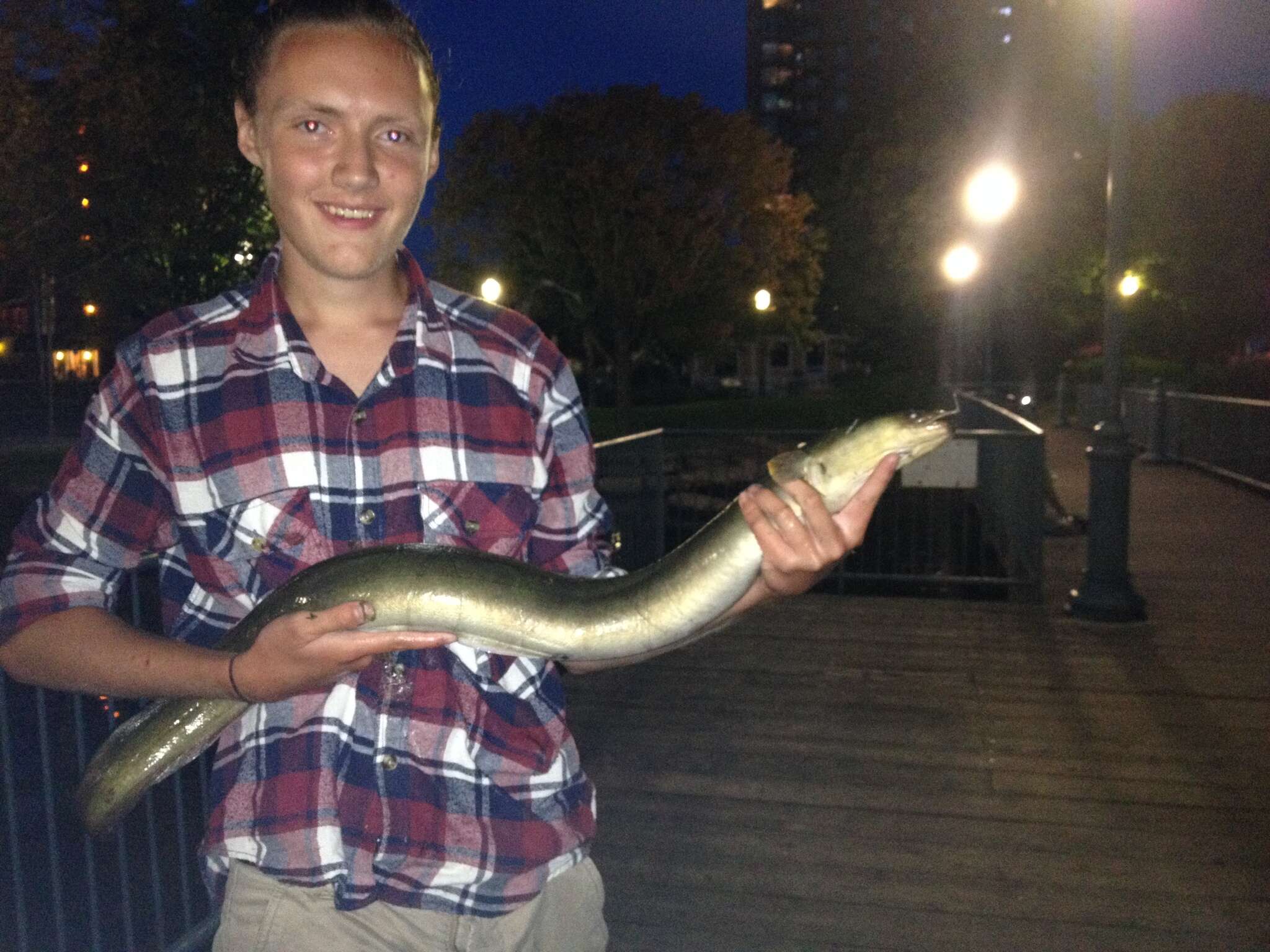 Image of freshwater eels