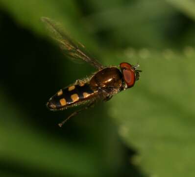 Image de <i>Platycheirus tarsalis</i>