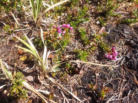 Image of pink mountainheath