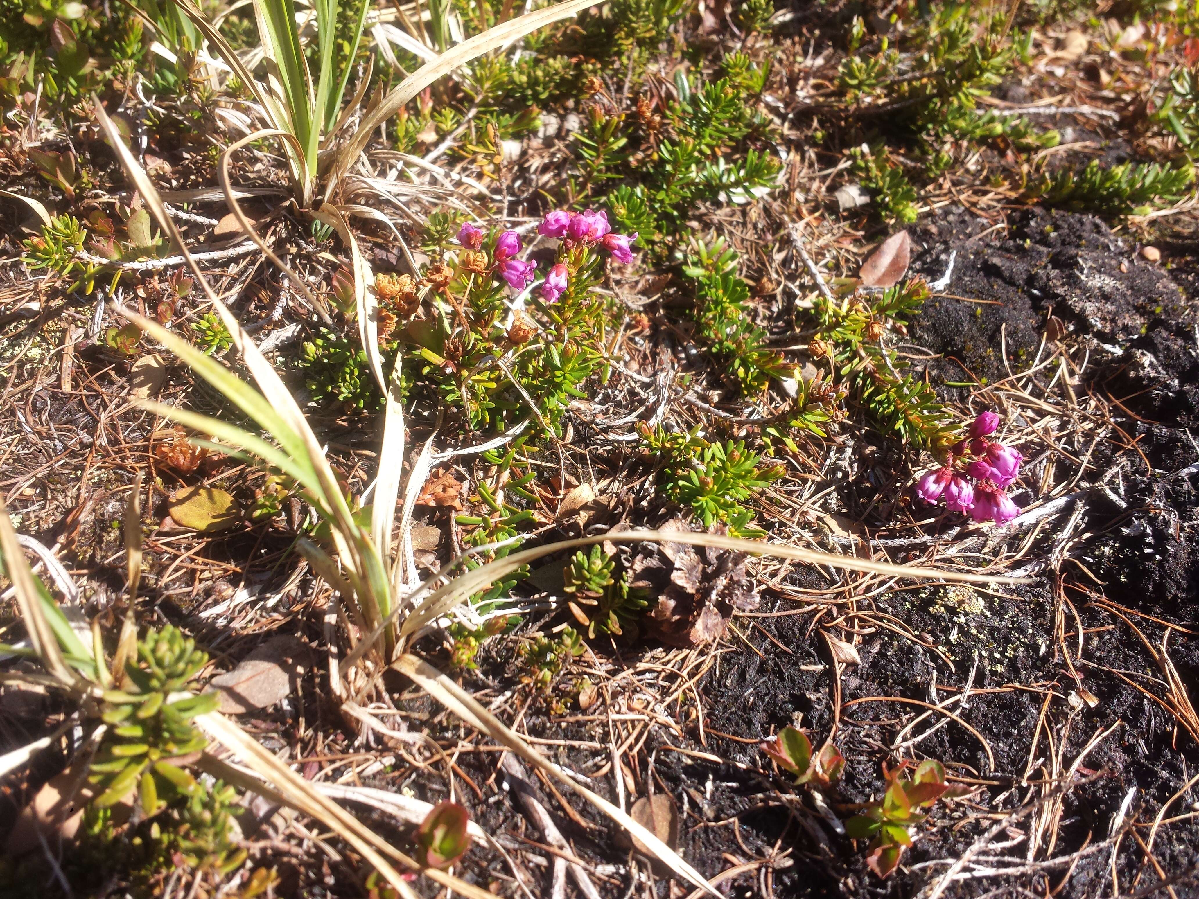 Image of pink mountainheath