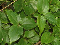 Image of Clematis pickeringii A. Gray